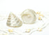 Pearled White Trochus Seashell